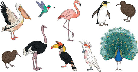 Obraz premium Detailed Hand Drawn Exotic Bird Collection with Flamingo Peacock Penguin Toucan Pelican and More Vector Illustration on White Background