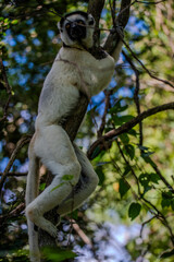 Fototapeta premium Verreaux's sifaka lemur clinging to a tree branch in Madagascar