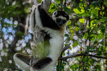 Verreaux's sifaka lemur in Madagascar clinging to a tree trunk © Emad Aljumah