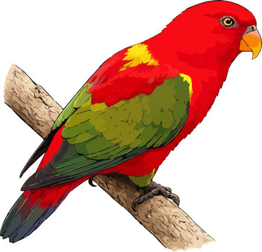 Lorius garrulus illustration art