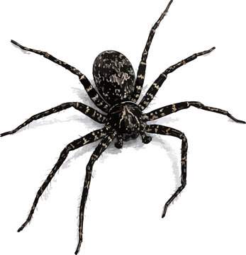 Pardosa pseudoannulata illustration art