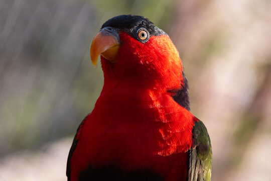 Black-capped lory parrot portrait with vibrant red feathers.