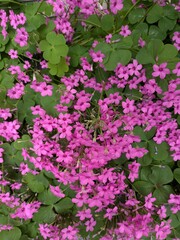 Fototapeta premium Full frame background of dense pink oxalis flowers blooming in abundance.