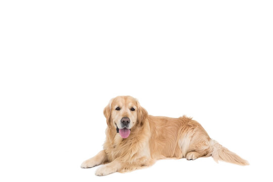 Golden retriever lying on white studio backdrop, holding head up facing camera, tongue visible