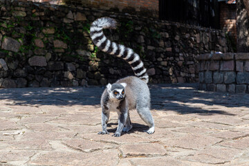 Ring-tailed lemur standing on a stone path with its arched tail raised © Emad Aljumah