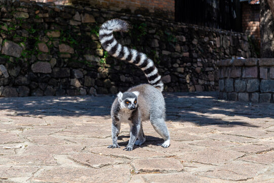 Ring-tailed lemur standing on a stone path with its arched tail raised