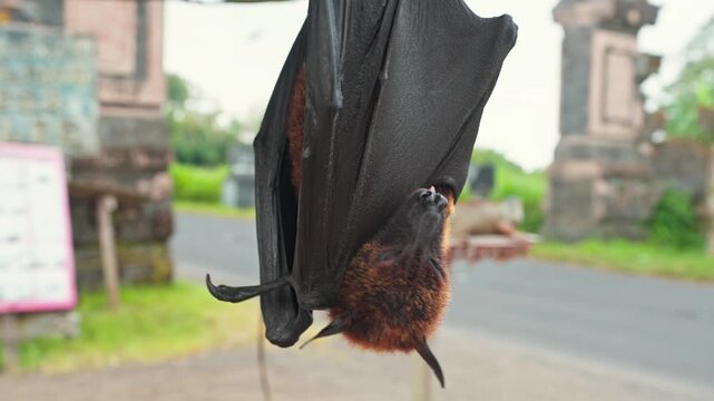 Close up shot of a giant flying fox fruit bat face hanging upside down, exotic wildlife 4K