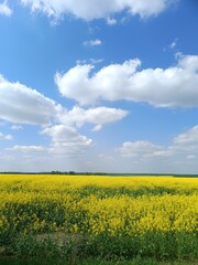 Obraz premium Vibrant yellow canola flowers in a large agricultural field. Springtime rural landscape under a cloudy blue sky