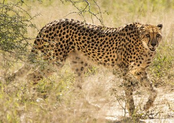 Fototapeta premium Striking Black and Brown Leopard in Natural Habitat