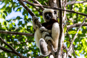 Fototapeta premium Coquerel's sifaka perched on a tree branch in Ankarafantsika National Park