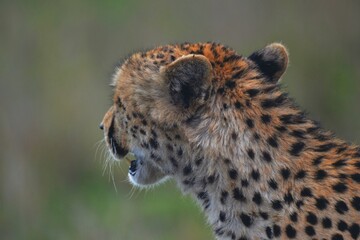 Side Profile Close-Up of a Cheetah's Head and Face © Malik