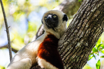 Fototapeta premium Coquerel's sifaka resting on a tree trunk in Ankarafantsika National Park