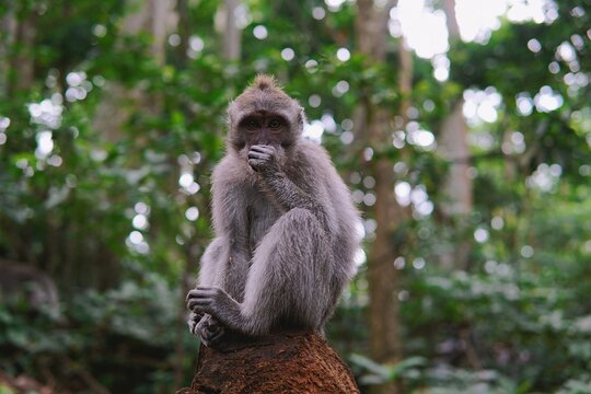 Monkey Sitting Comfortably on Top of a Tree Stump