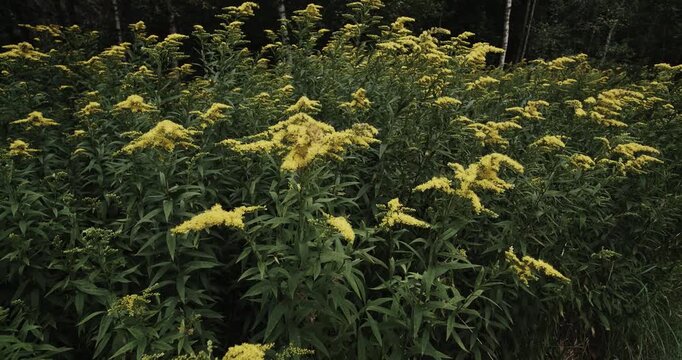 Solidago Virgaurea, The European Goldenrod Or Woundwort, Is An Herbaceous Perennial