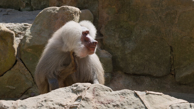 Hamadryas Baboon with White Mane Scratching Neck on Rocky Terrain