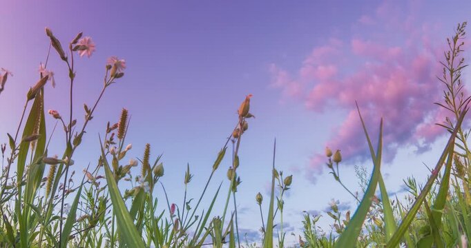 Meadow Wild Flowers During Sunset Time Lapse, Time-lapse. Slider Hyperlapse. Meadow