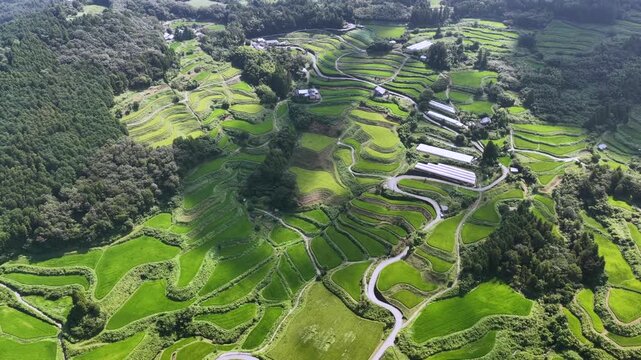 Aerial view of lush green rice terraces in Tosa Town Kochi Japan during summer