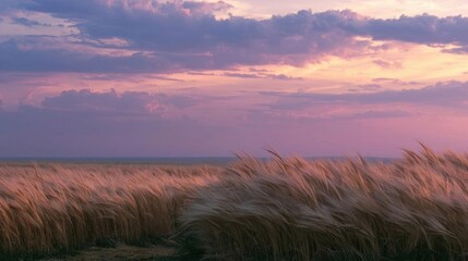 Fototapeta premium Landscape photograph of a field of tall, golden wheat stalks at sunset. the sky is filled with pink and purple hues, with a few scattered clouds scattered across the horizon.