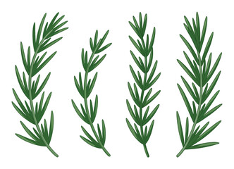Fototapeta premium Rosemary Leaves Vector Illustration