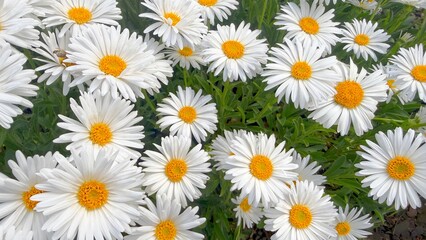 Fototapeta premium Blooming Chamomile Daisies in Summer Garden Fields 