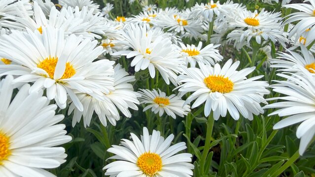 Blooming Chamomile Daisies in Summer Garden Fields

