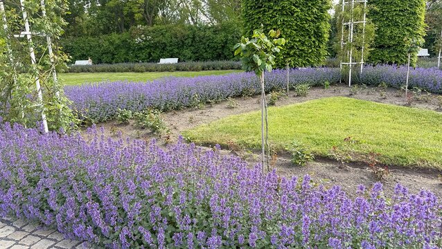 Ornamental Garden with Calamintha and Decorative Catmint in Full Bloom