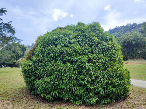 Garcinia atroviridis tree with dense green foliage in a tropical landscape garden at Kepong Botanic Gardens  (Taman Botani Kepong ),  Kuala Lumpur, Malaysia.