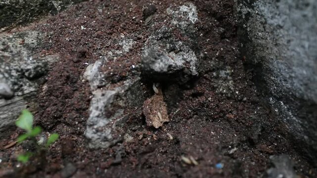 Termite worker, Termite nymph insect soil dirt macro worker moist soil and dirt, macro view of insect pest.