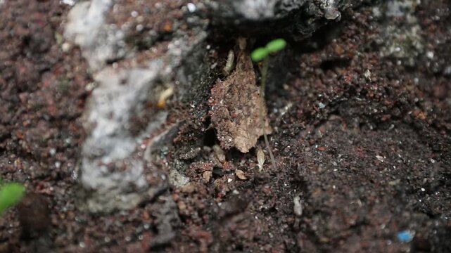 Termite soil insect pest colony. Soil seed sprout germination seedling macro close up nature plant growth gardening