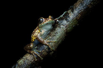 Fototapeta premium Close-up macro photograph of a starry-eyed Ghat tree frog resting in its natural rainforest habitat in the Western Ghats, India. The image highlights the frog’s unique star-like eyes, textured skin