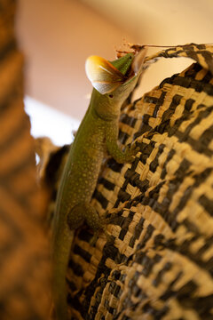 Madagascar giant day gecko eating an insect on a woven surface in Mahajanga