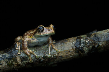 Fototapeta premium Close-up macro photograph of a starry-eyed Ghat tree frog resting in its natural rainforest habitat in the Western Ghats, India. The image highlights the frog’s unique star-like eyes, textured skin