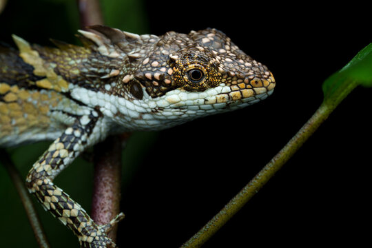 Anaimalai Spiny Lizard Resting on Tree Bark in Natural Habitat