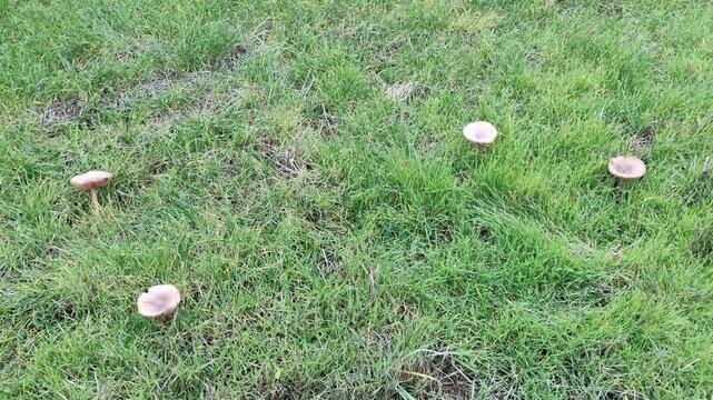 Group of brown mushrooms growing in green grass scattered