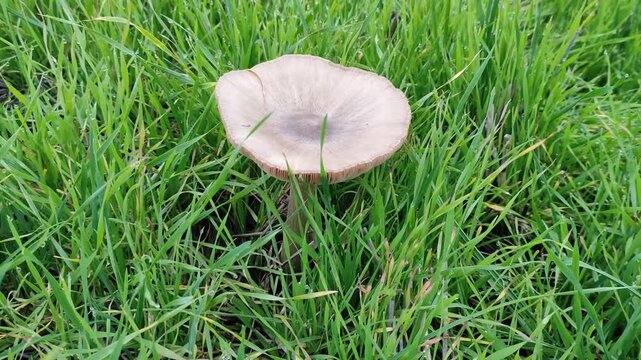Single brown mushroom growing in green grass close up