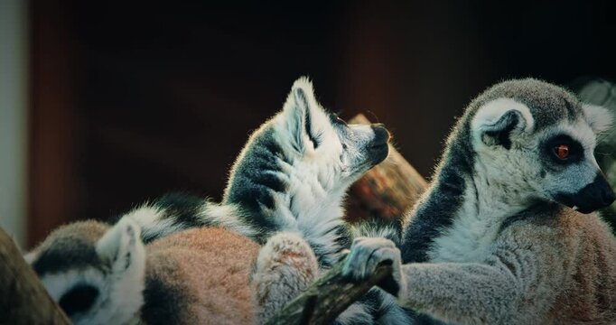 Group Of Lemurs Embracing In Natural Scene