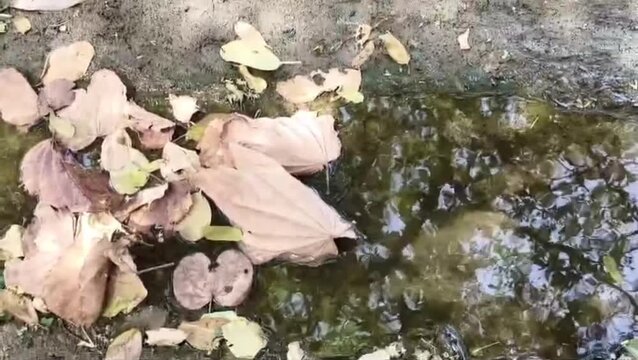 Autumn Leaves on Water Ground Reflection