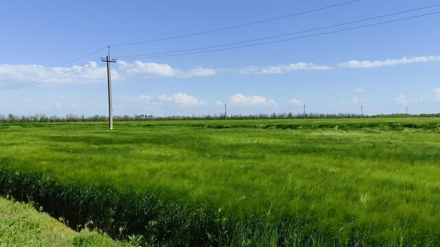 Green barley field swaying in the wind under spring sky with power lines in background, some crops flattened by storm