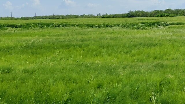 Green barley field swaying in the wind with waves under spring sky, some crops flattened by storm