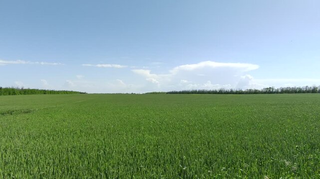 Green wheat field swaying in the wind with waves under spring sky and distant trees