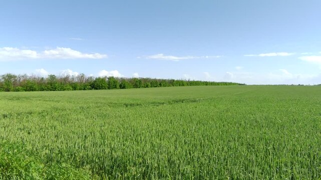 Green wheat field swaying in the wind with waves under spring sky and distant trees