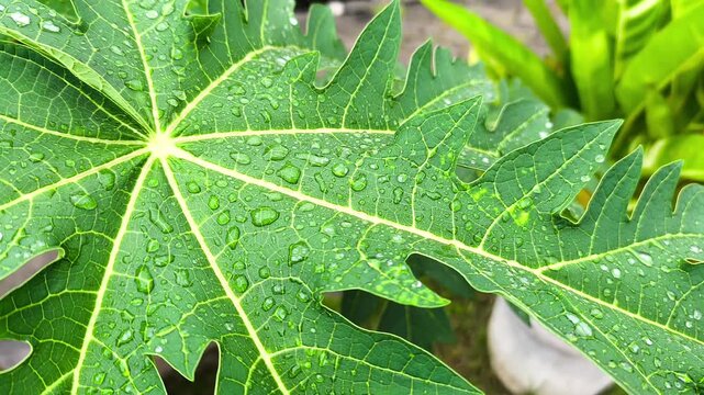 Glistening raindrops on textured papaya leaf pattern, A vibrant green papaya leaf adorned with shimmering water droplets after a fresh tropical rainfall. Video transition, 4k, 60 fps