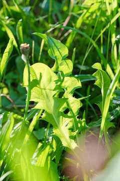 Common Dandelion (Taraxacum officinale agg.)