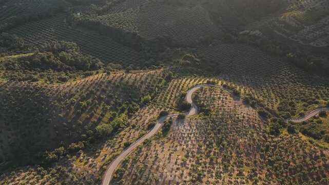 Aerial view of a winding road snaking through rolling hills covered in vast olive groves under warm afternoon light in El Tarajal, Andalucia, Spain.