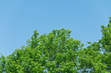Fototapeta premium Low angle view of lush green tree branches under a clear blue sky with ample copy space