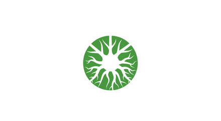 Obraz premium Green kiwi fruit cross section.
