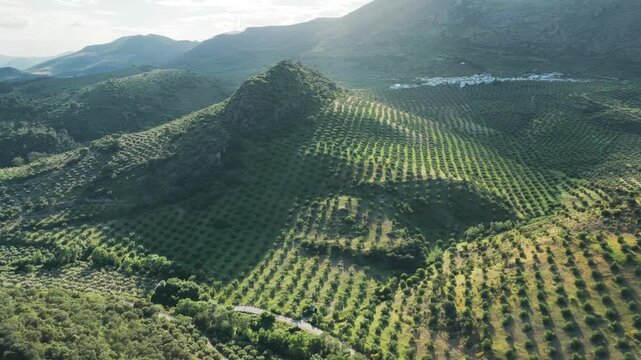 Aerial view of a conical hill covered in neat rows of olive groves surrounded by mountains and a distant white village in El Tarajal, Andalucia, Spain.