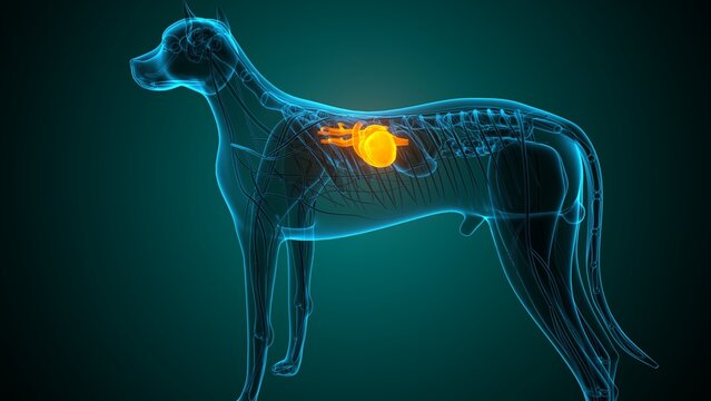 Heart of a dog anatomy. 3d render