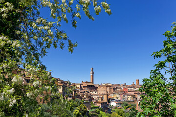Naklejka premium Siena through a frame of leaves. Siena was an important city in medieval Europe, and its historic centre is a UNESCO World Heritage Site