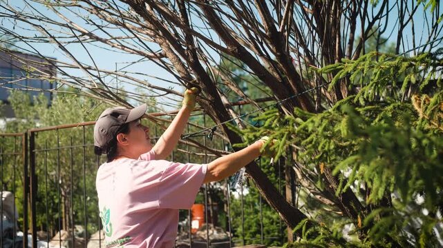 A woman uses pruning shears to trim tree branches in her garden in spring. Garden tool.